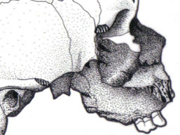 Ardakillen Skull BC 450, View B 