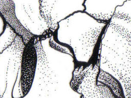 Carton Corry Skull, View B